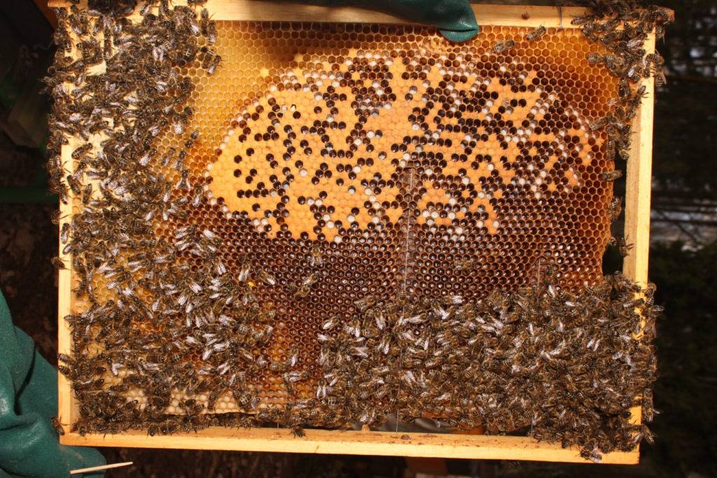 Obrázek 1 – mezerovitost plodu upozorní na špatný stav včelstva