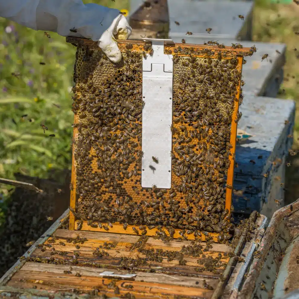 Calistrip Biox 6,44 g - Obrázek 3