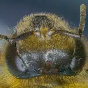 Včela ve včelstvu - přednáška o biologii