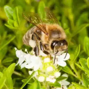 Včela v krajině - přednáška o etologii