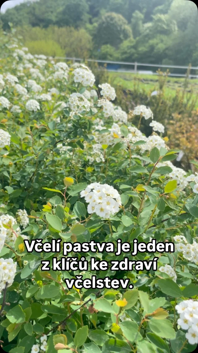 Měsíc květen je v našich zeměpisných šířkách obdobím bohatého kvetení mnoha rostlin, jako jsou ovocné stromy, řepka olejka, pomněnky, modřence, dřišťály, sasanky, lomikámen a další, včetně keřů jako je například Tavolník van Houtteův. Všechny tyto rostliny jsou vhodnou včelí pastvou. Dostatek kvalitní včelí pastvy je v tomto období pro včely zásadní a je jedním z klíčů ke zdraví včel a kvalitním včelím produktům.
 
#včelípastva #včely #zahranictvíflos