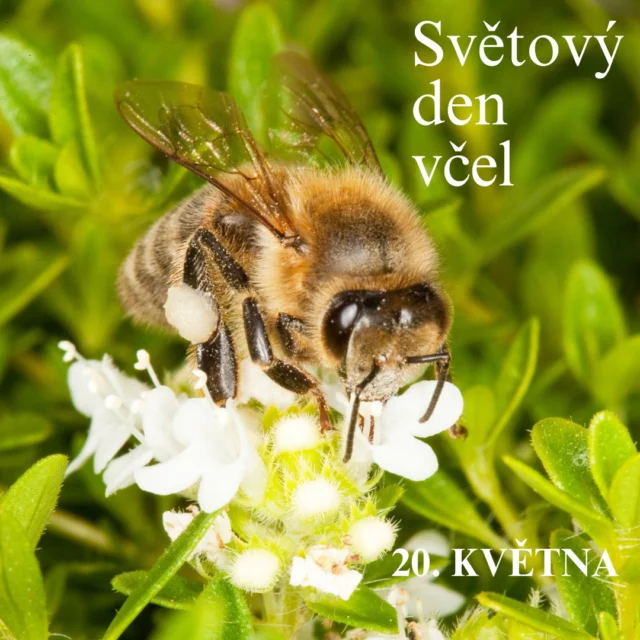 🐝 Dnes slavíme Světový den včel! 🐝

Světový den včel připadá na 20. května. Důvodem, proč bylo vybráno toto datum, je skutečnost, že se v tento den narodil Anton Janša (1734–1773), slovinský uznávaný včelař, který je považován za jednoho z průkopníků moderních včelařských technik.

Jeho znalosti upoutaly samotnou císařovnu Marii Terezii, která jej jmenovala oficiálním učitelem včelařství na habsburském dvoře ve Vídni. Kromě výuky včelařství napsal Anton Janša také knihy, v nichž prezentoval vlastní metodu včelaření, která se výrazně lišila od učení jiných tehdejších autorů. Napsal dvě odborné knihy (v němčině): „Abhandlung vom Schwärmen der Bienen“ („Rozprava o rojení včel“) v roce 1771 a „Vollständige Lehre von der Bienenzucht“ („Kompletní průvodce včelařstvím“) v roce 1775.

Mezi jeho nejvýznamnější příspěvky k rozvoji včelařství patřila změna velikosti a tvaru úlů, aby je bylo možné stohovat na sebe jako bloky a snáze je tak přemisťovat na různé louky. Jako první také odhalil roli a význam trubců v úlu (Janša odmítl dřívější přesvědčení, že samci jsou nosiči vody, a předpokládal, že matka je oplodněna trubci ve vzduchu). Všechny Antonovy objevy byly později potvrzeny vědou.

#SvětovýDenVčel #DenVčel #AntonJanša #Včely #Včelařství
