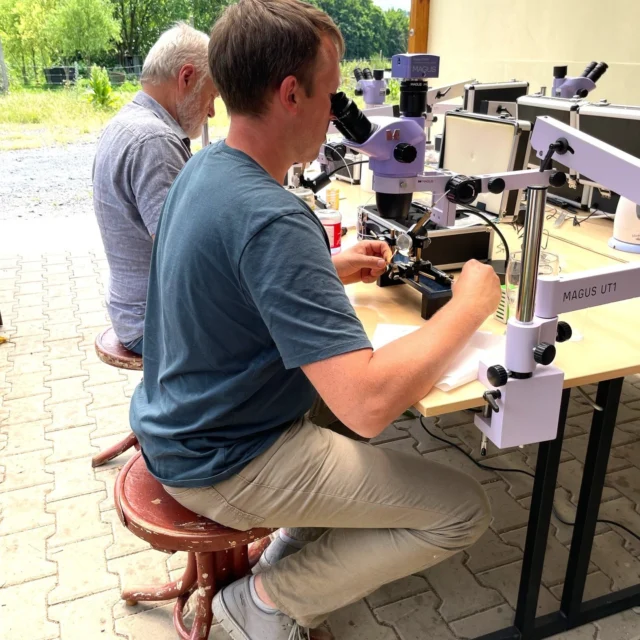 🐝 Právě u nás probíhá dvoudenní kurz inseminace včelích matek. Včera a dnes se účastníci pod vedením zkušených lektorů seznamují s teorií i praxí této náročné techniky. Během kurzu se lektoři zaměřují na biologii páření a výběr vhodných partnerů, kontrolu užitkovosti a dědičnosti, seřízení přístroje, mikroskopu a narkózy, odběru spermatu a samotné inseminaci. Kurz je koncipován tak, aby si každý účastník mohl všechny aspekty správné inseminace včelích matek vyzkoušet.

#kurzvúvčdol #kurzBeeDol #inseminacevcelichmatek